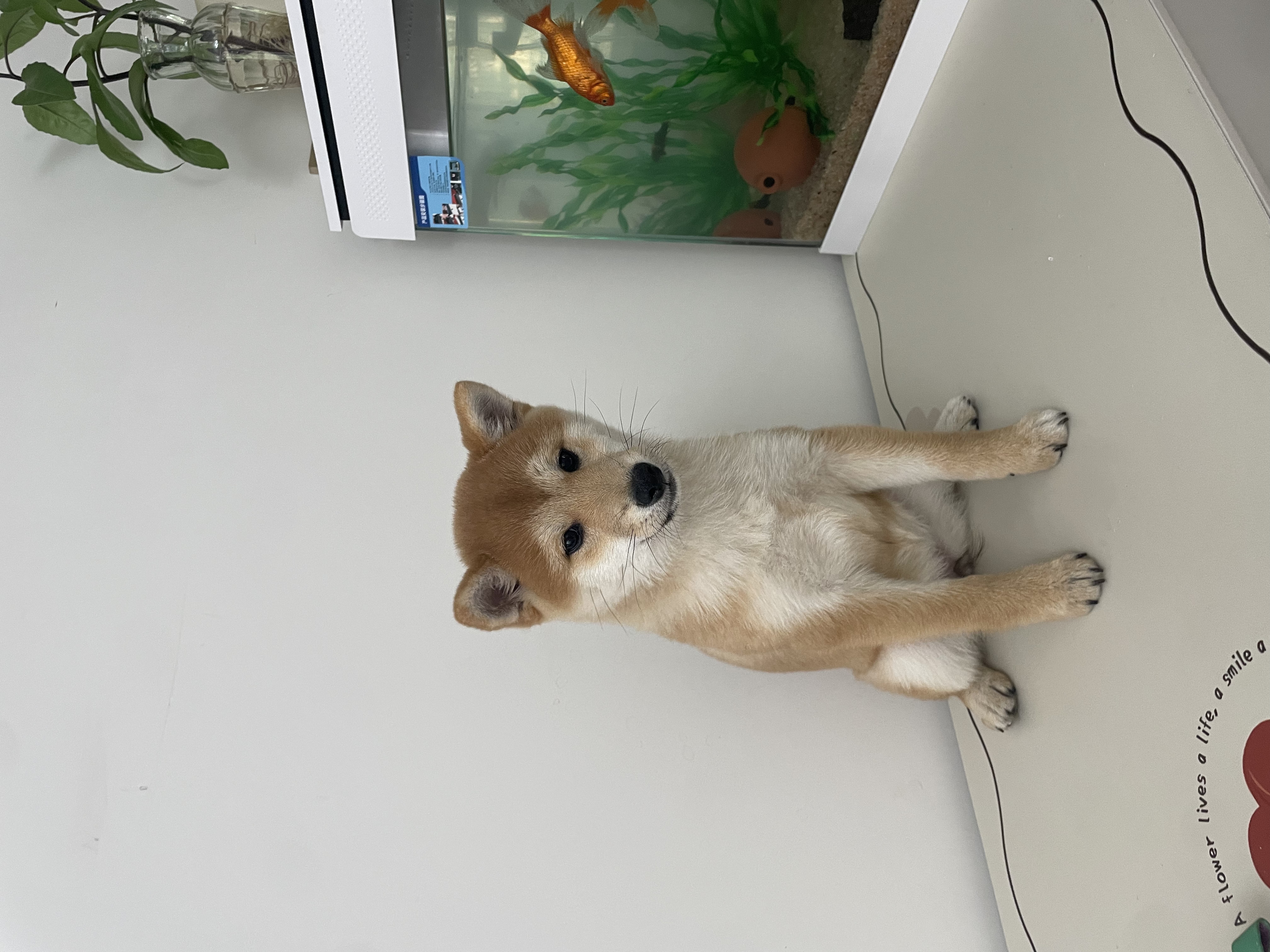 狗子太活泼了